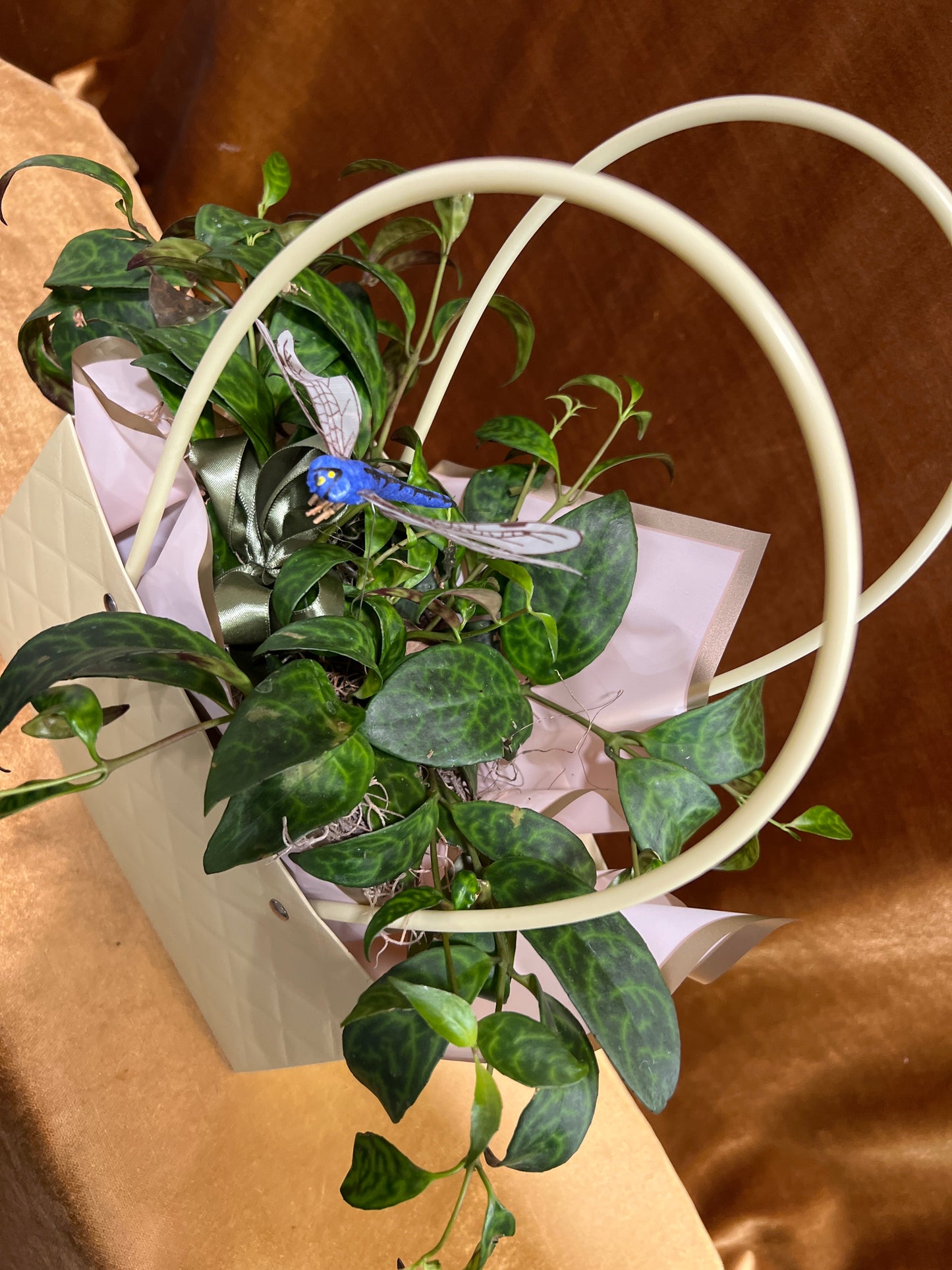 Purse Plant