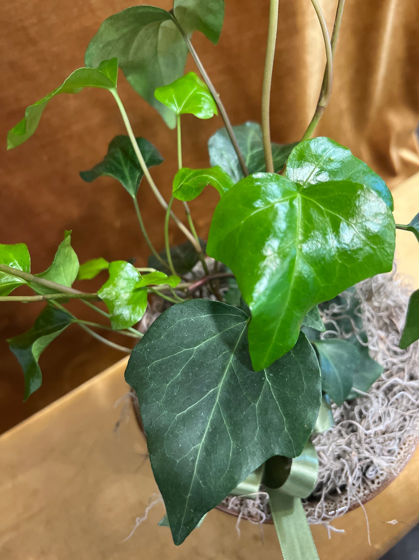 Algerian Ivy