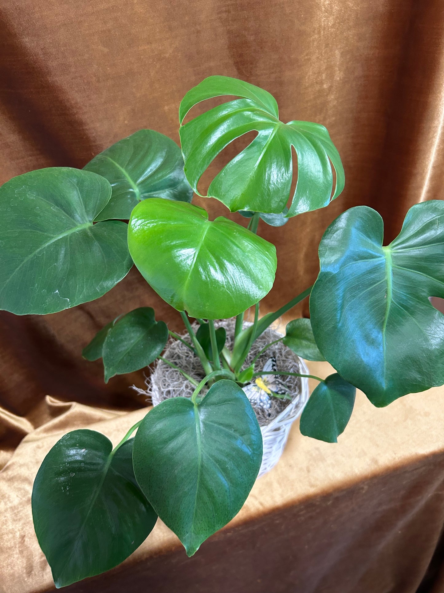 Monstera