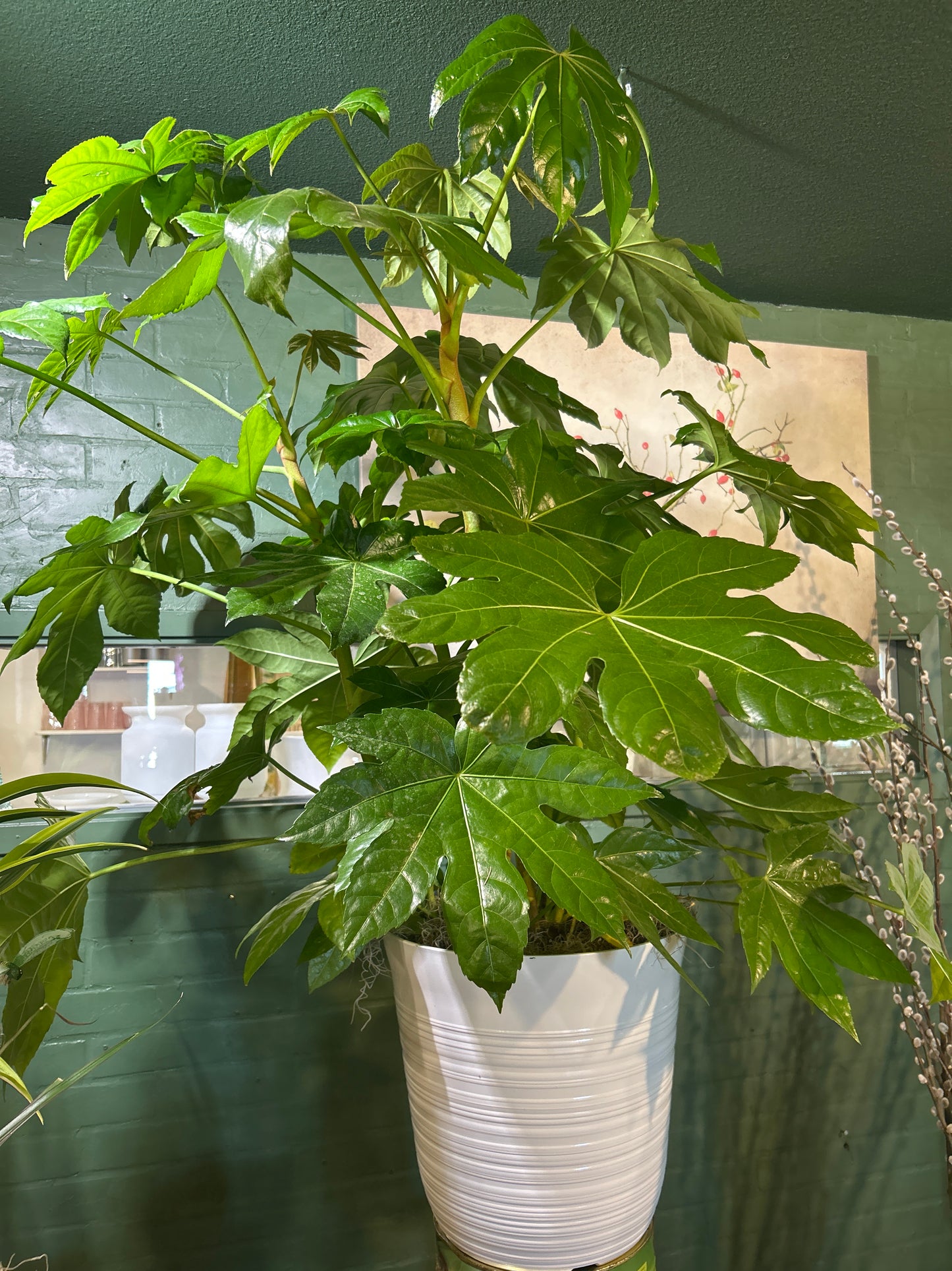 Aralia Leaf Plant