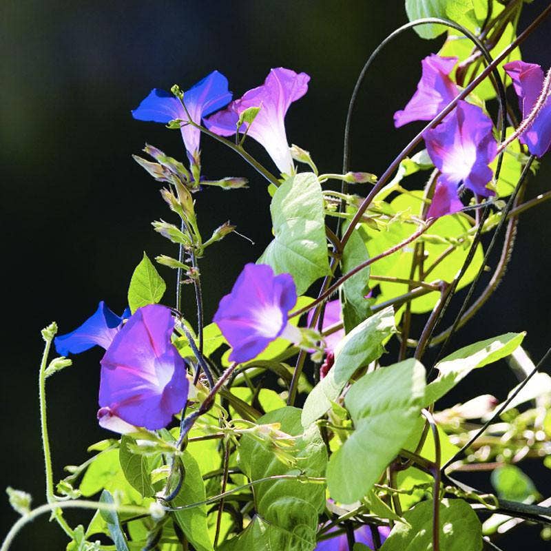 Morning Glory Heirloom Garden Seed Packet