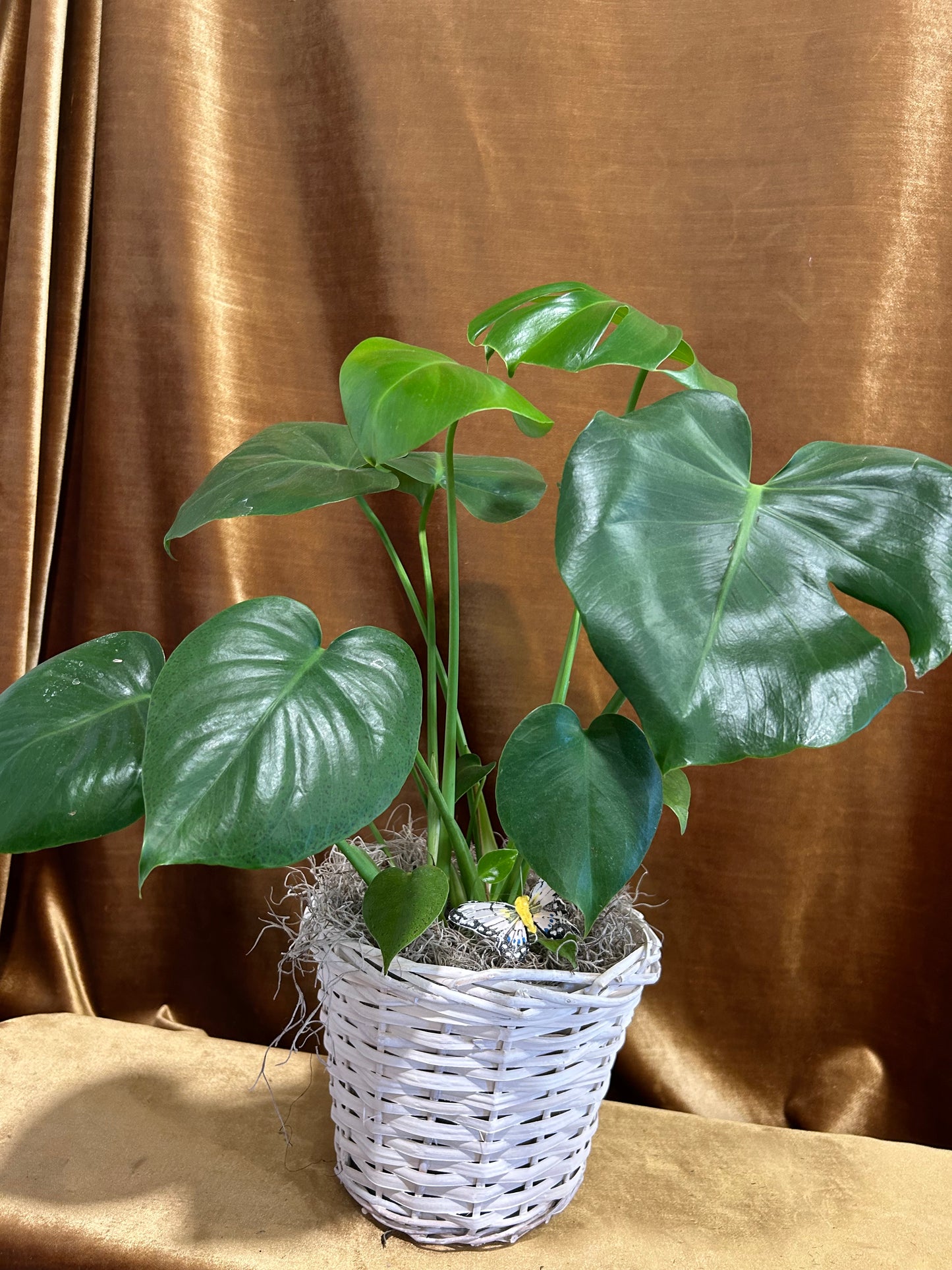 Monstera