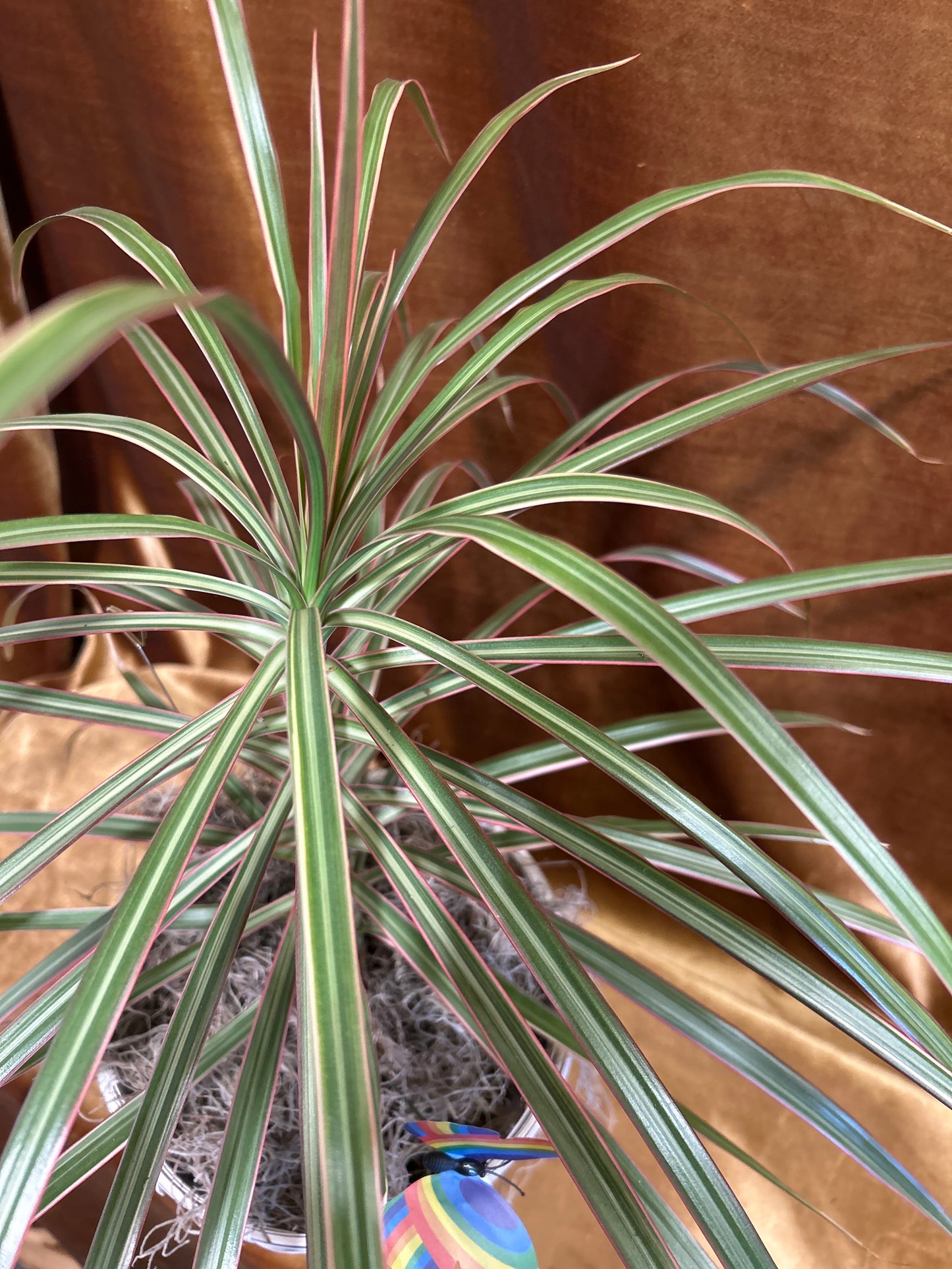 Dragon Tree