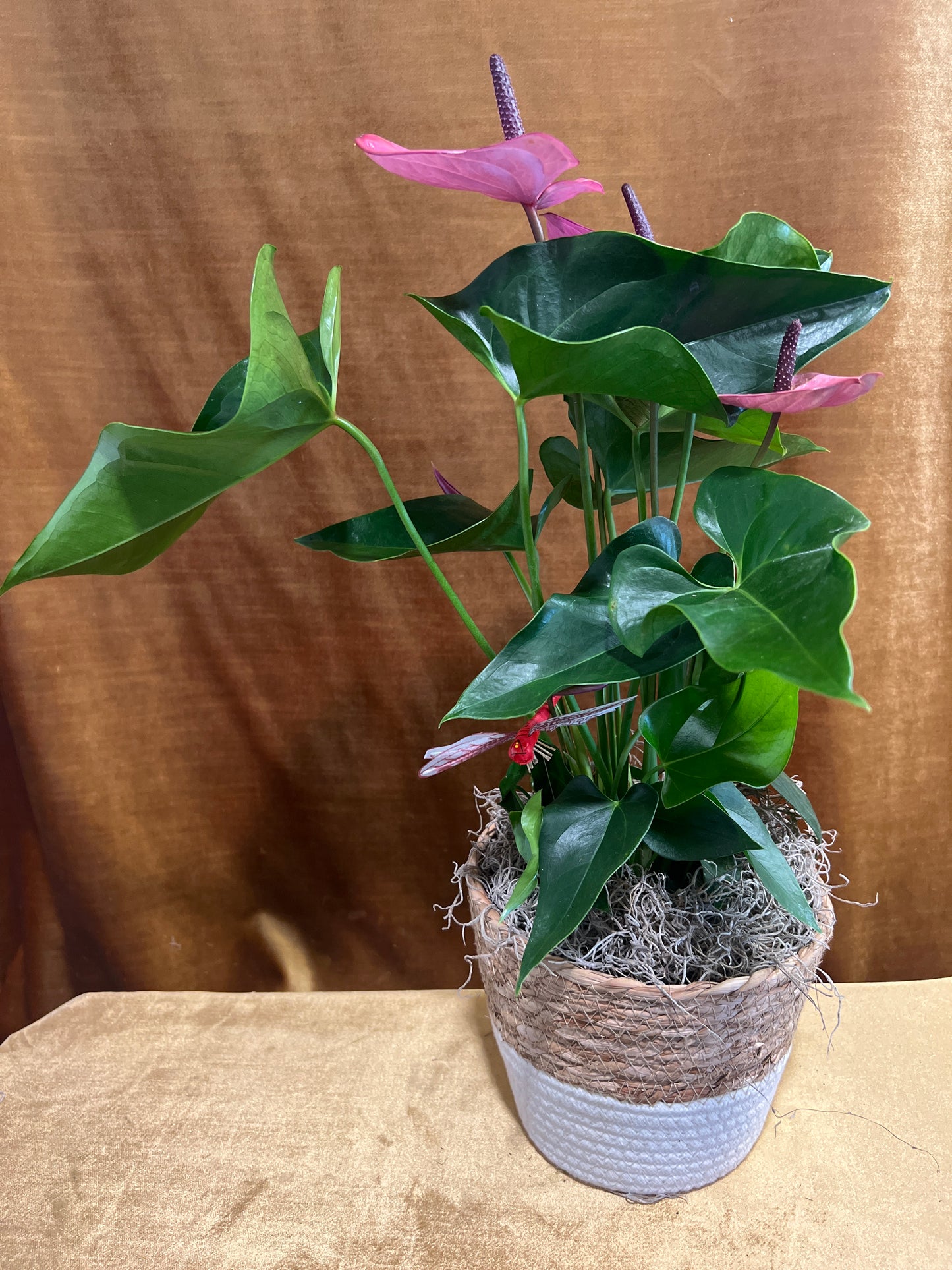 Tropical Kiss