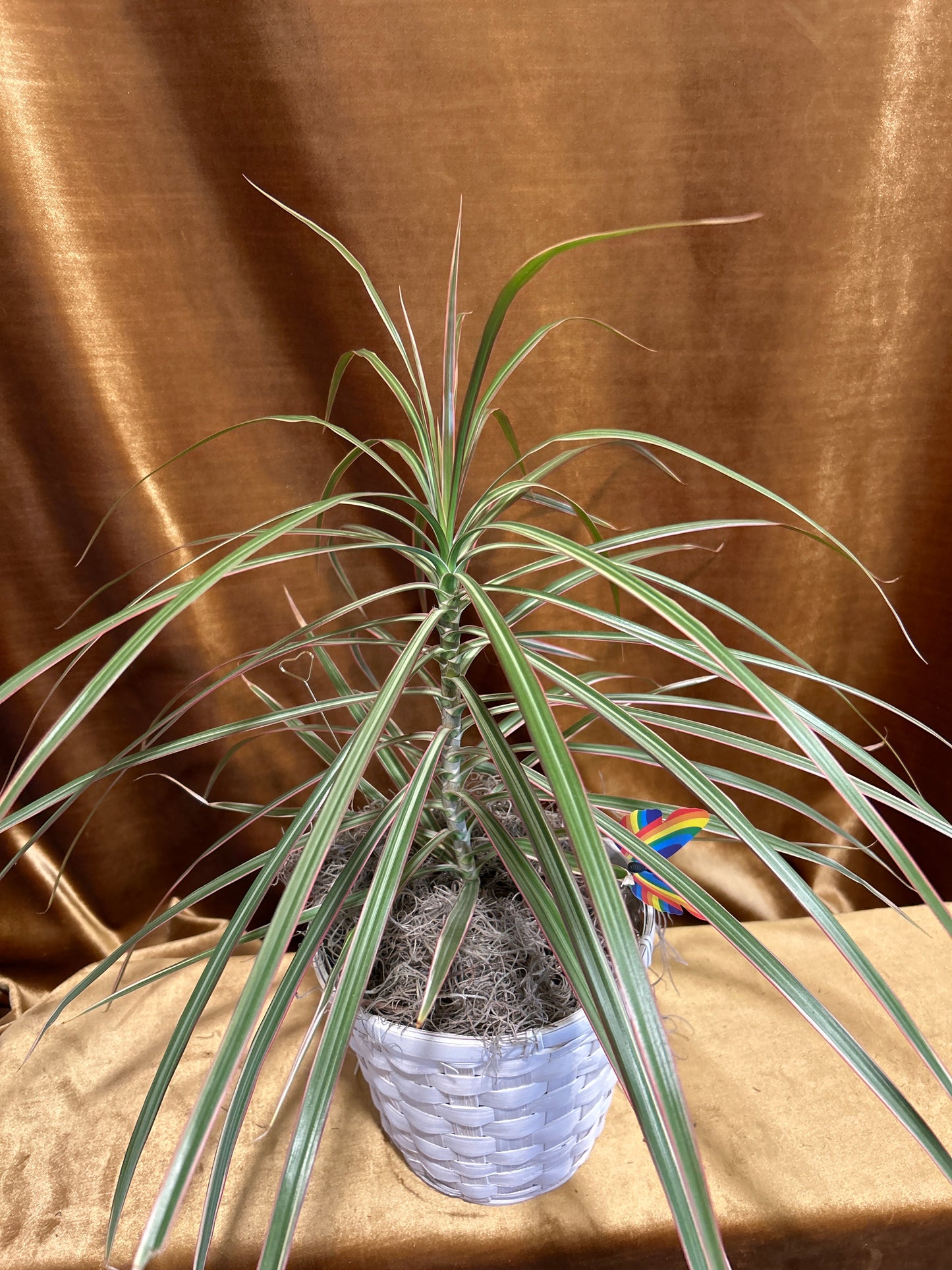 Dragon Tree