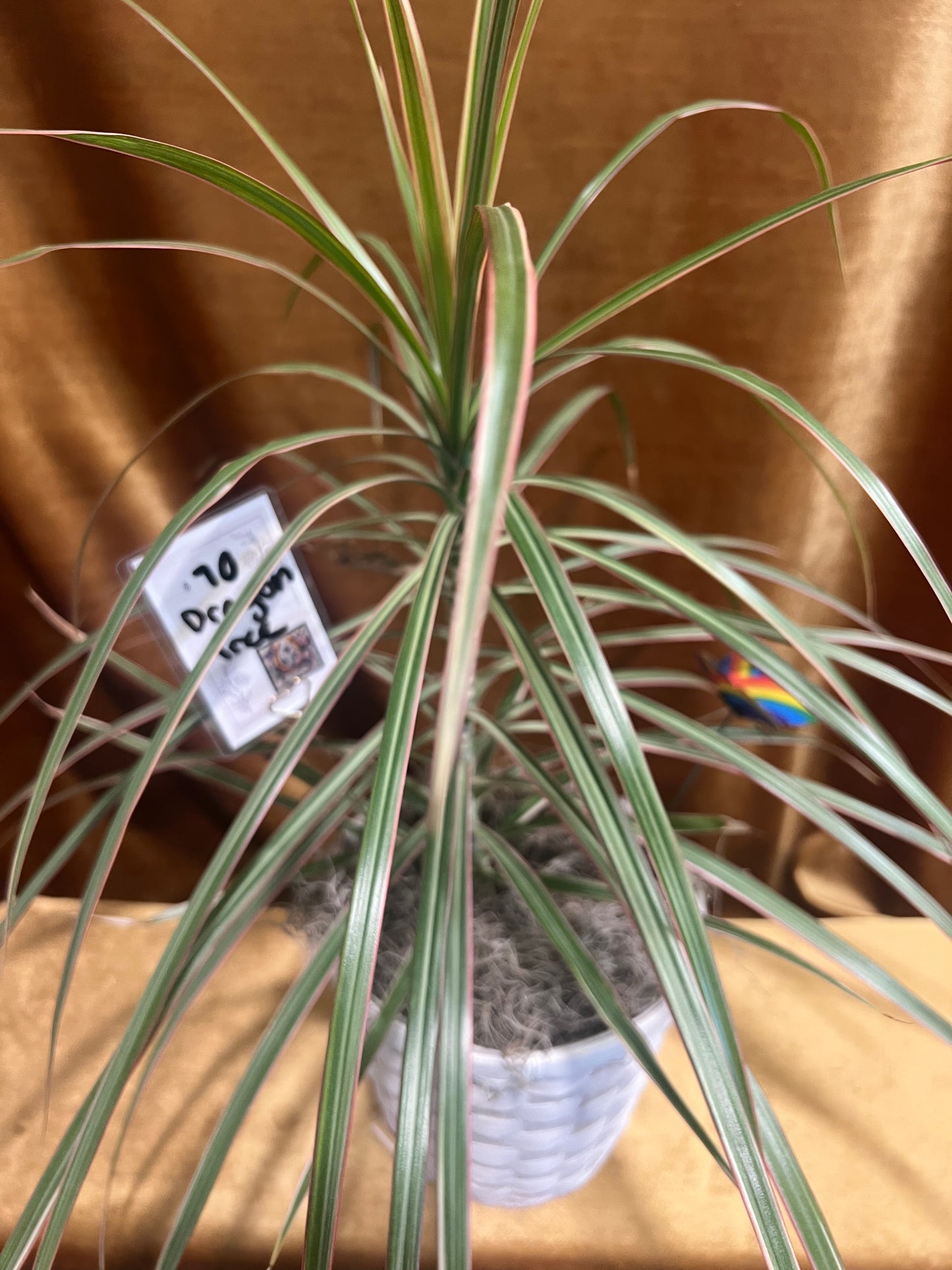 Dragon Tree