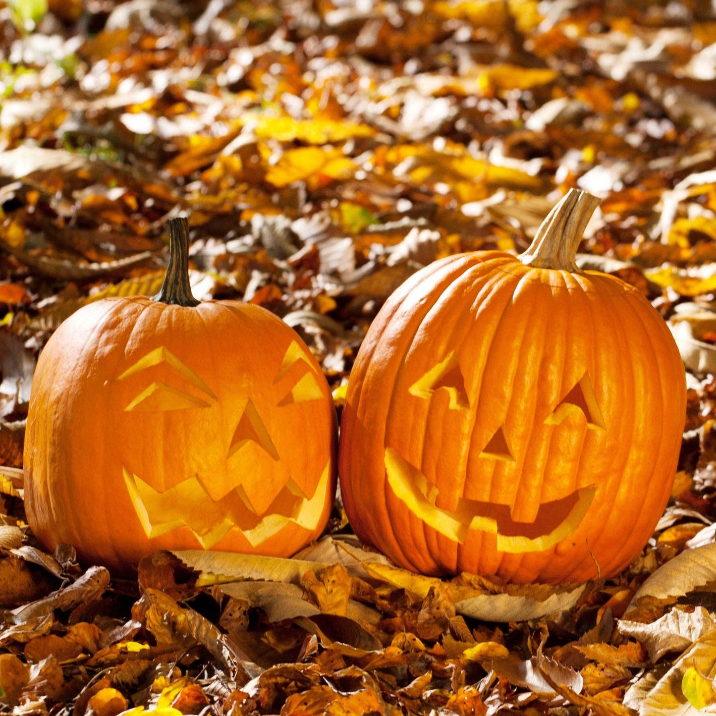 Heirloom Jack O' Lantern Pumpkin Garden Seed Packet