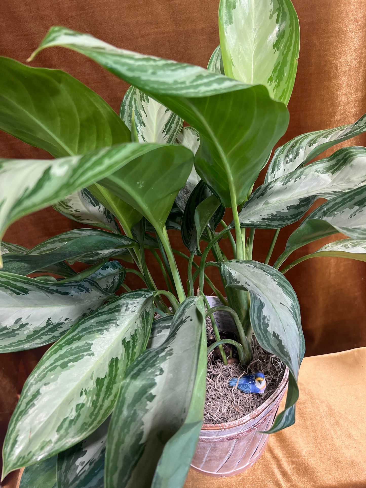 Evergreen Elegance
