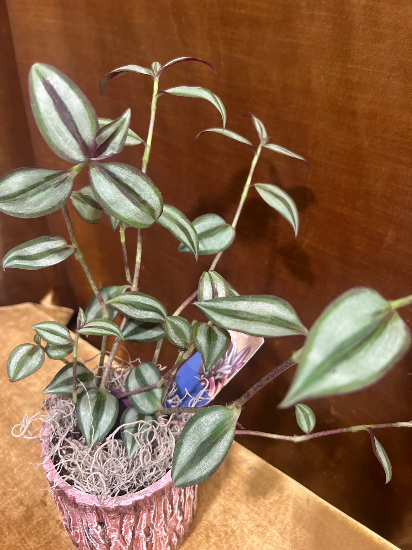Purple Inch Plant
