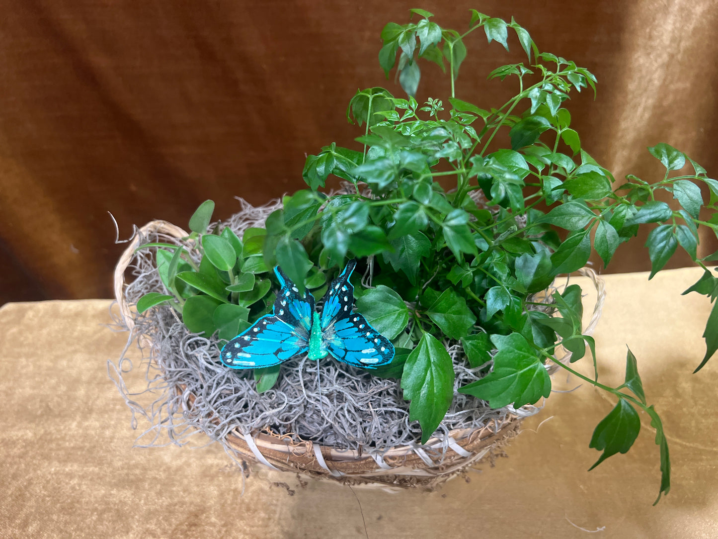 Butterfly Garden