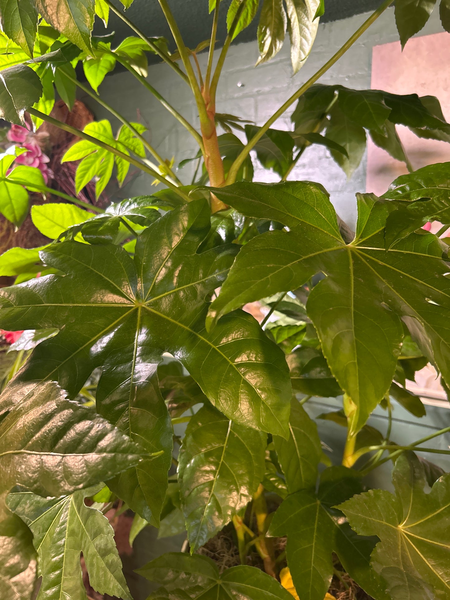 Aralia Leaf Plant