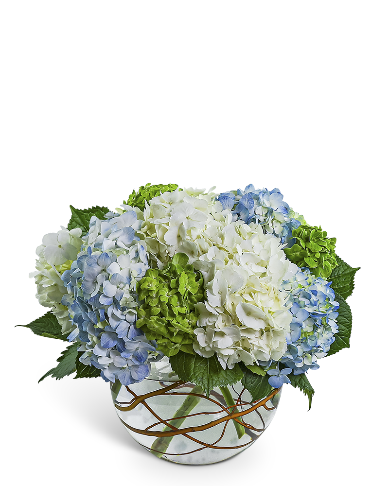 Hydrangea Heaven