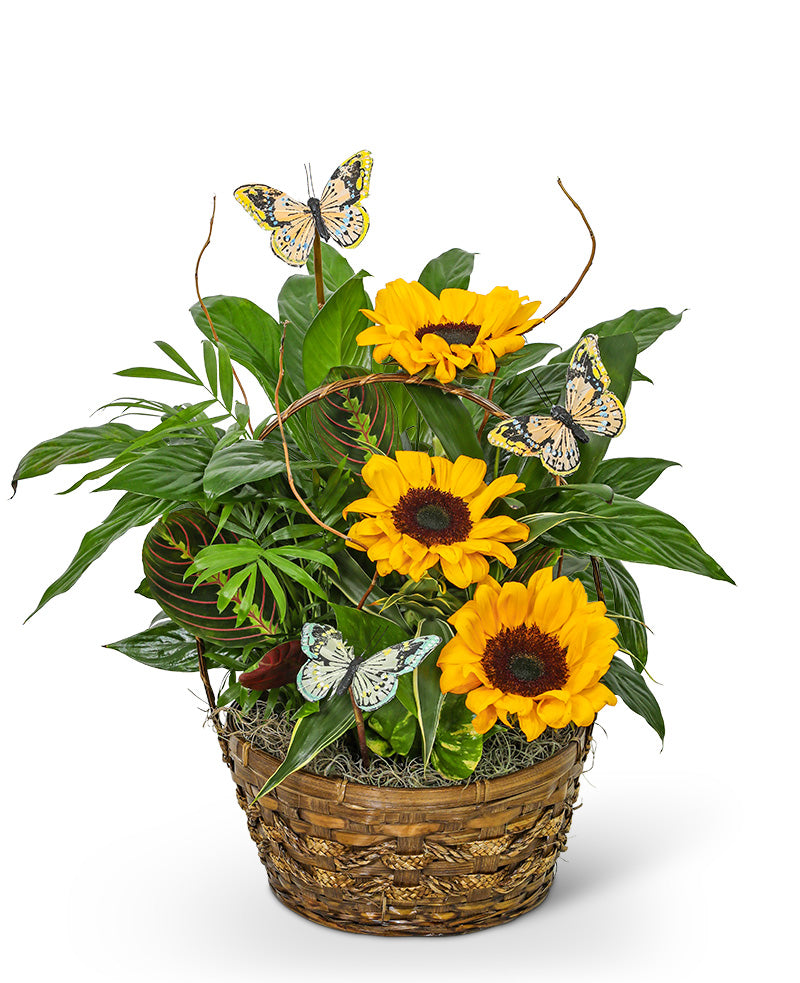 Dish Garden with Sunflowers and Butterflies