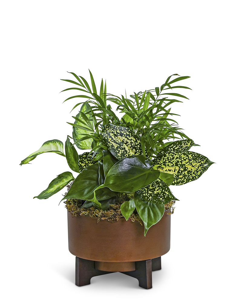 Dish Garden in Modern Copper