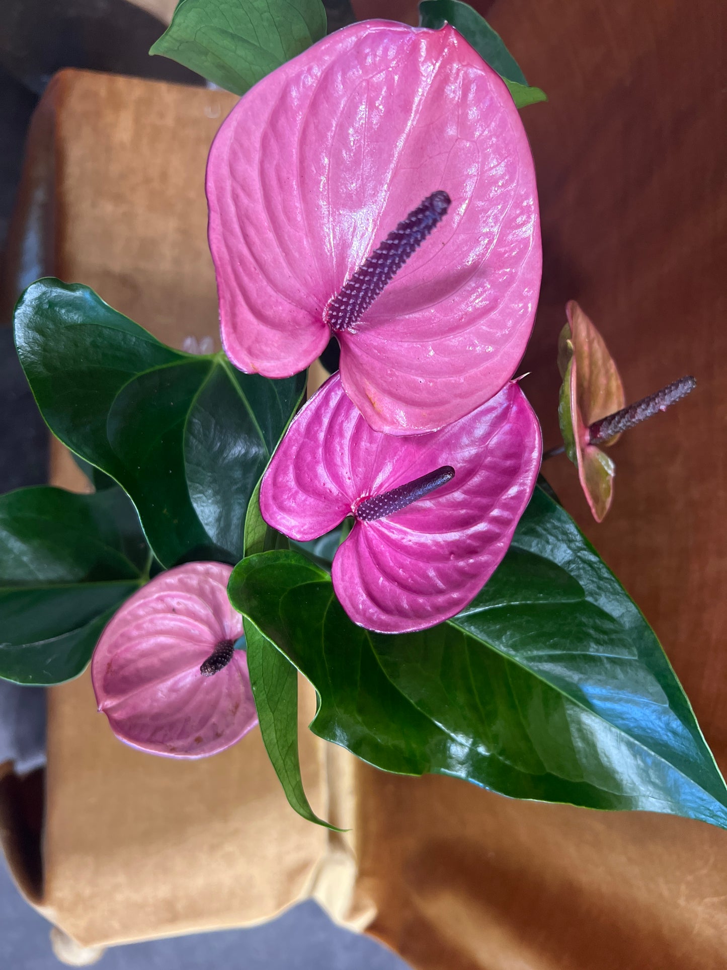 Tropical Kiss