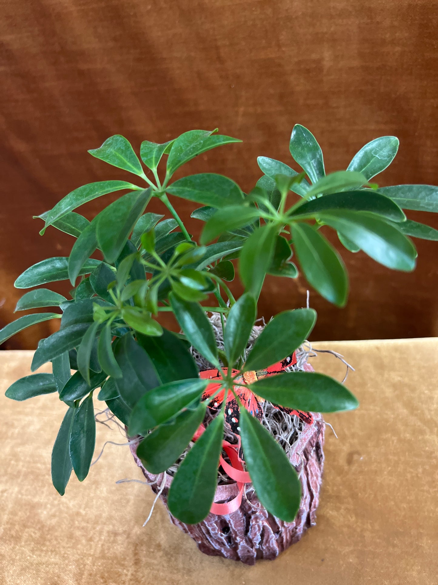 Rustic Schefflera