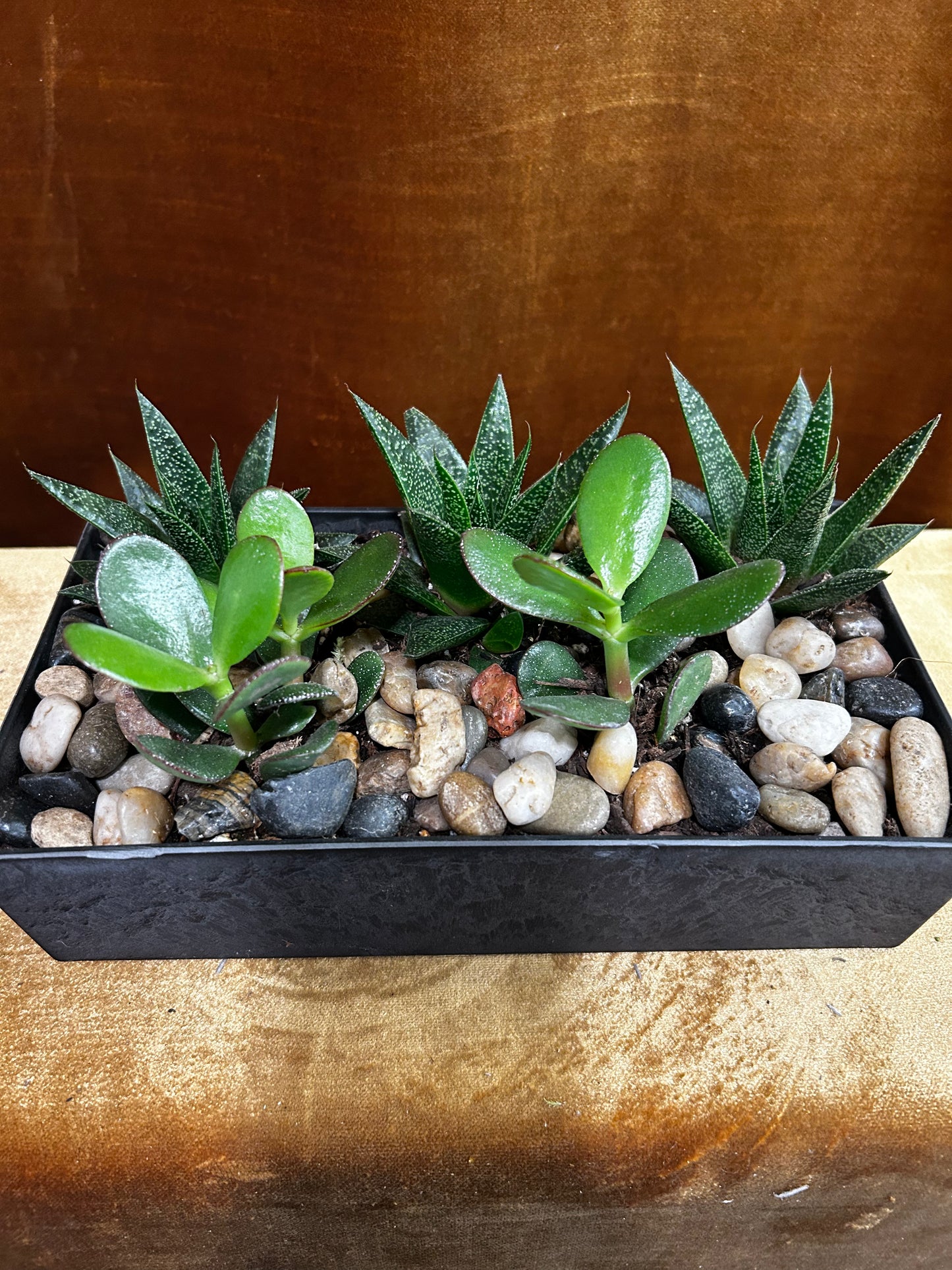 Modern Succulents