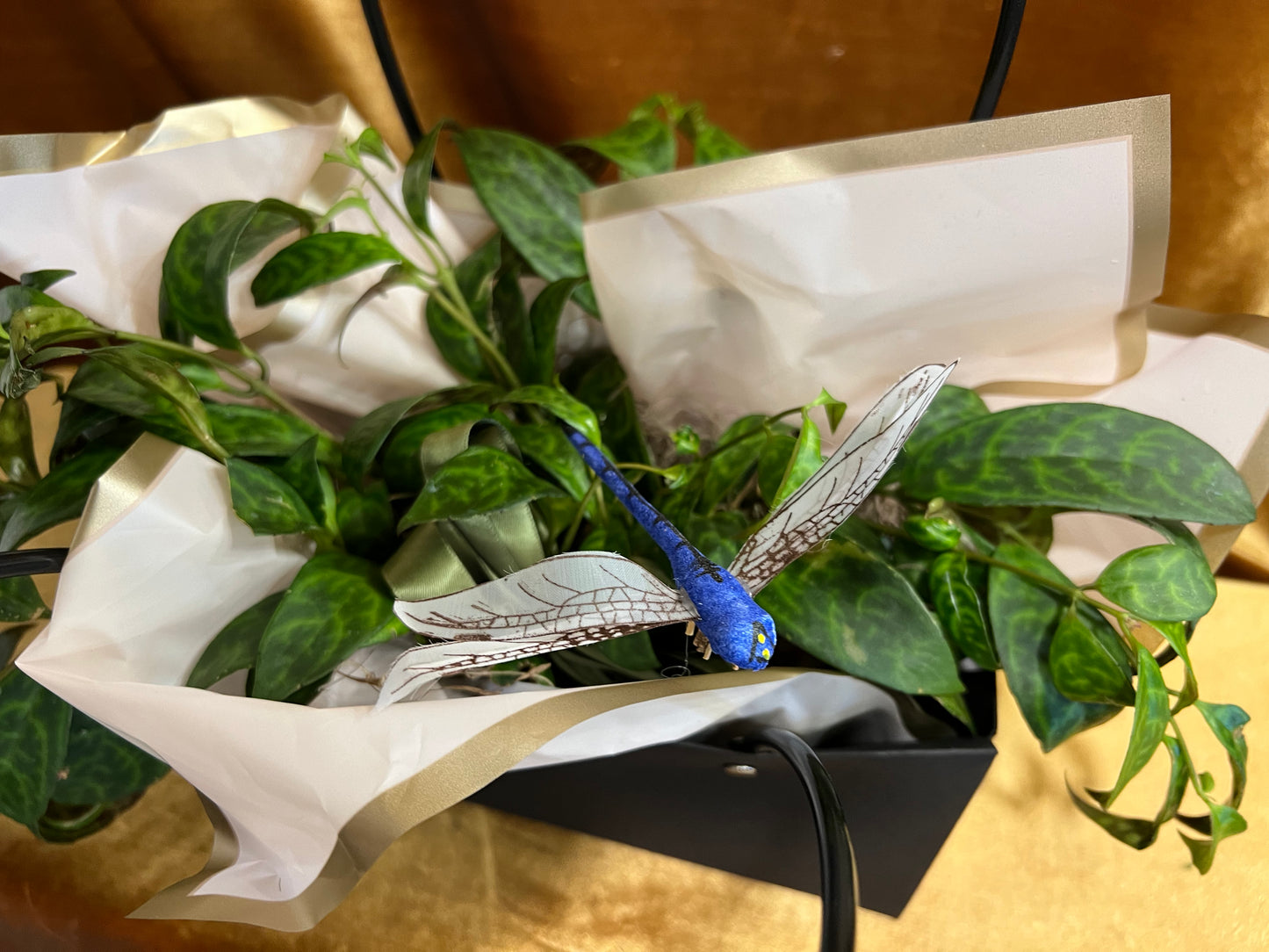 Purse Plant