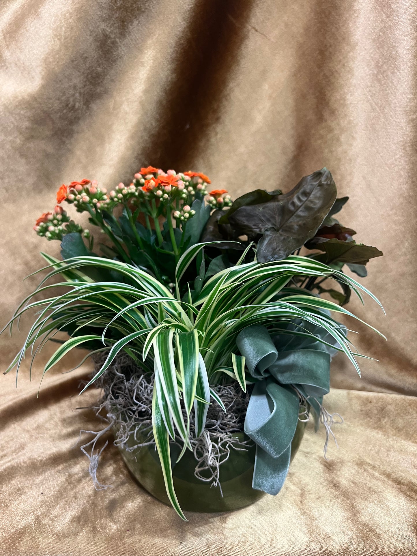 Blooming Velvet