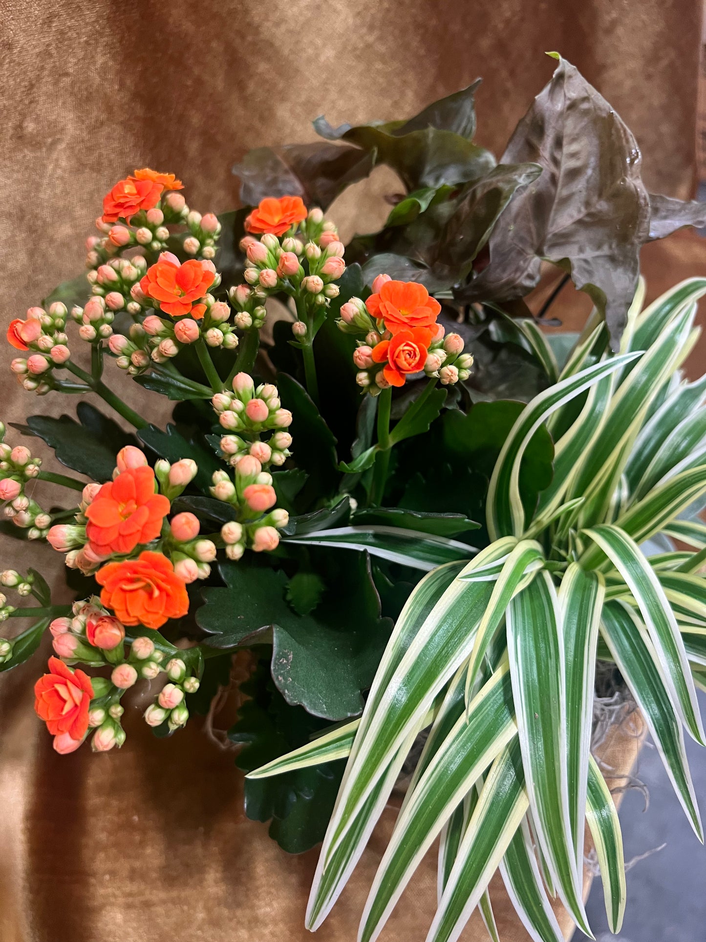 Blooming Velvet