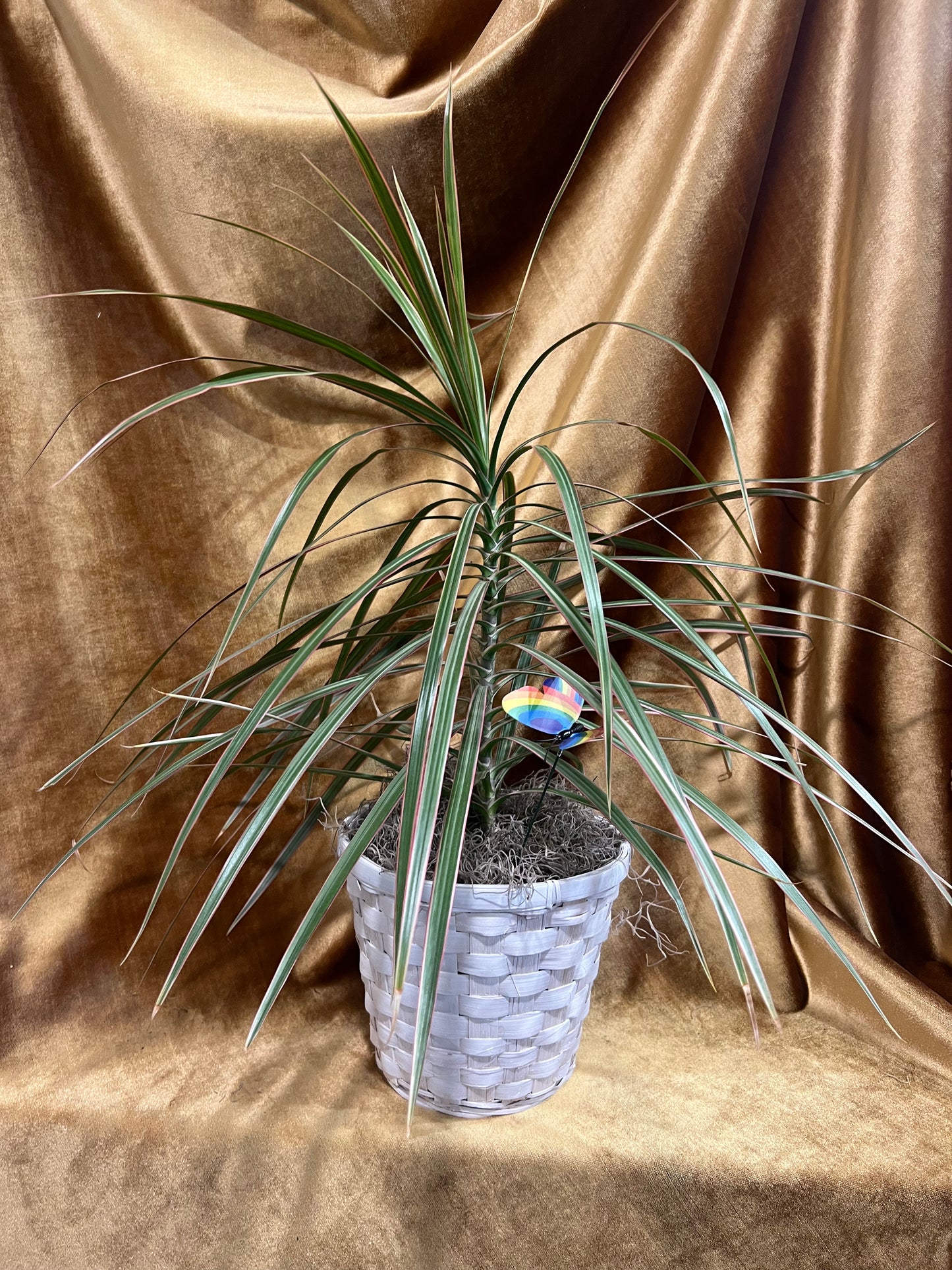 Dragon Tree