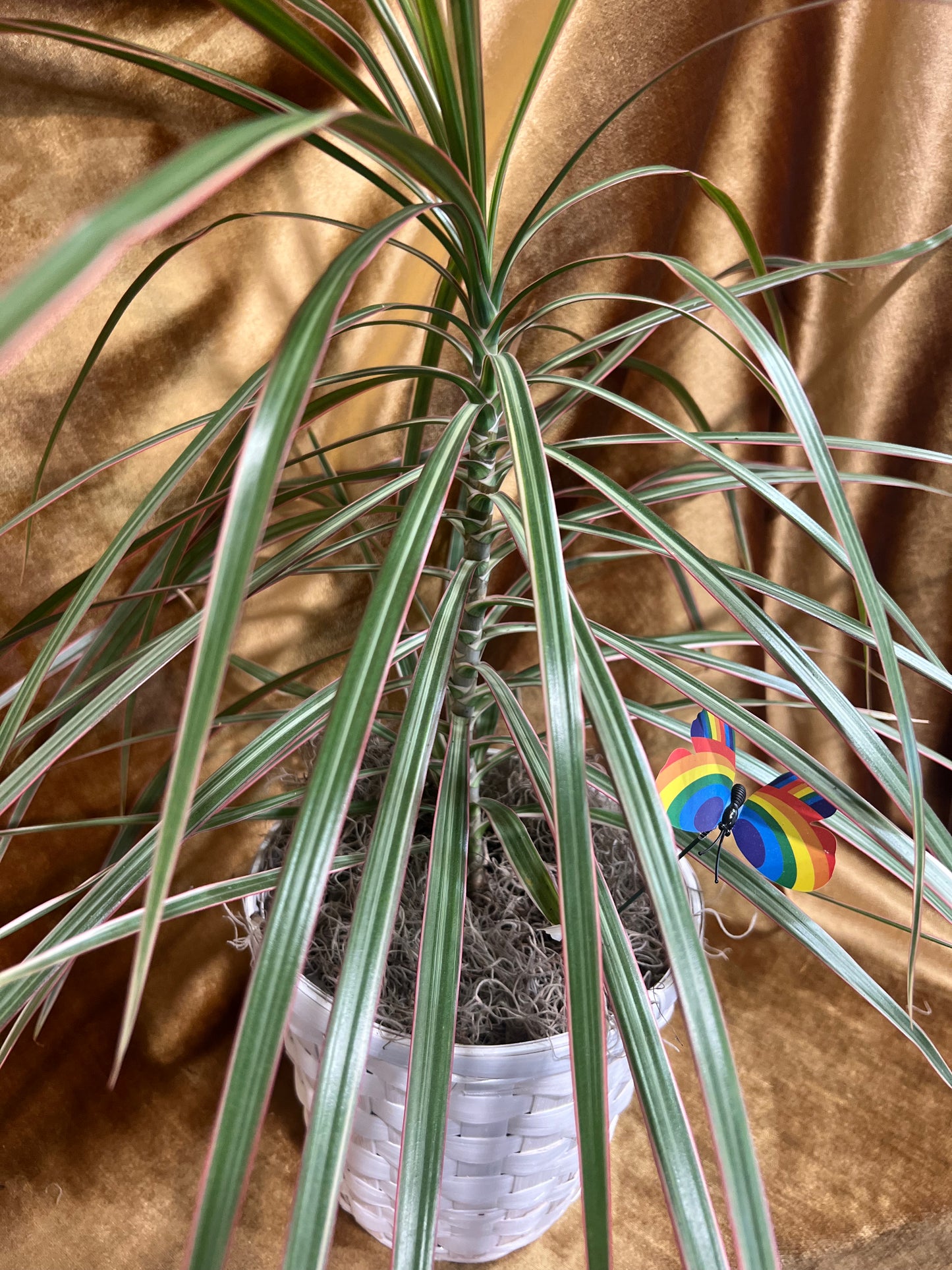 Dragon Tree