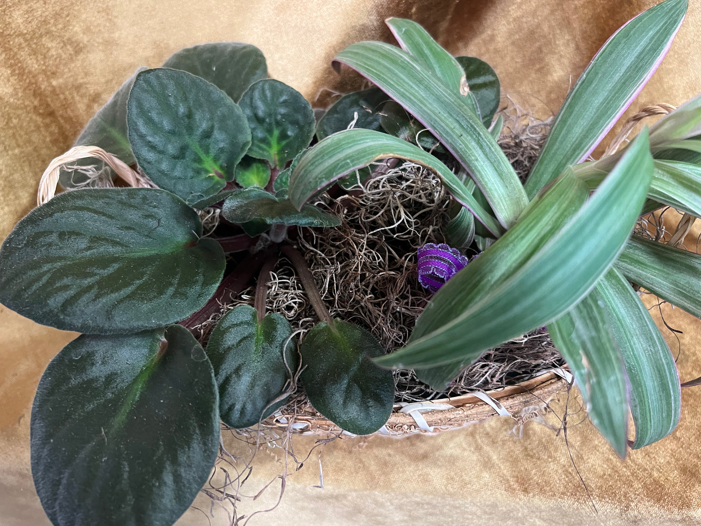 Purple Planter