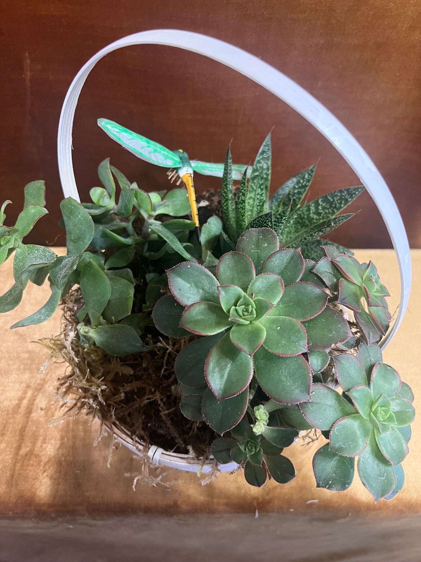 Succulent Basket