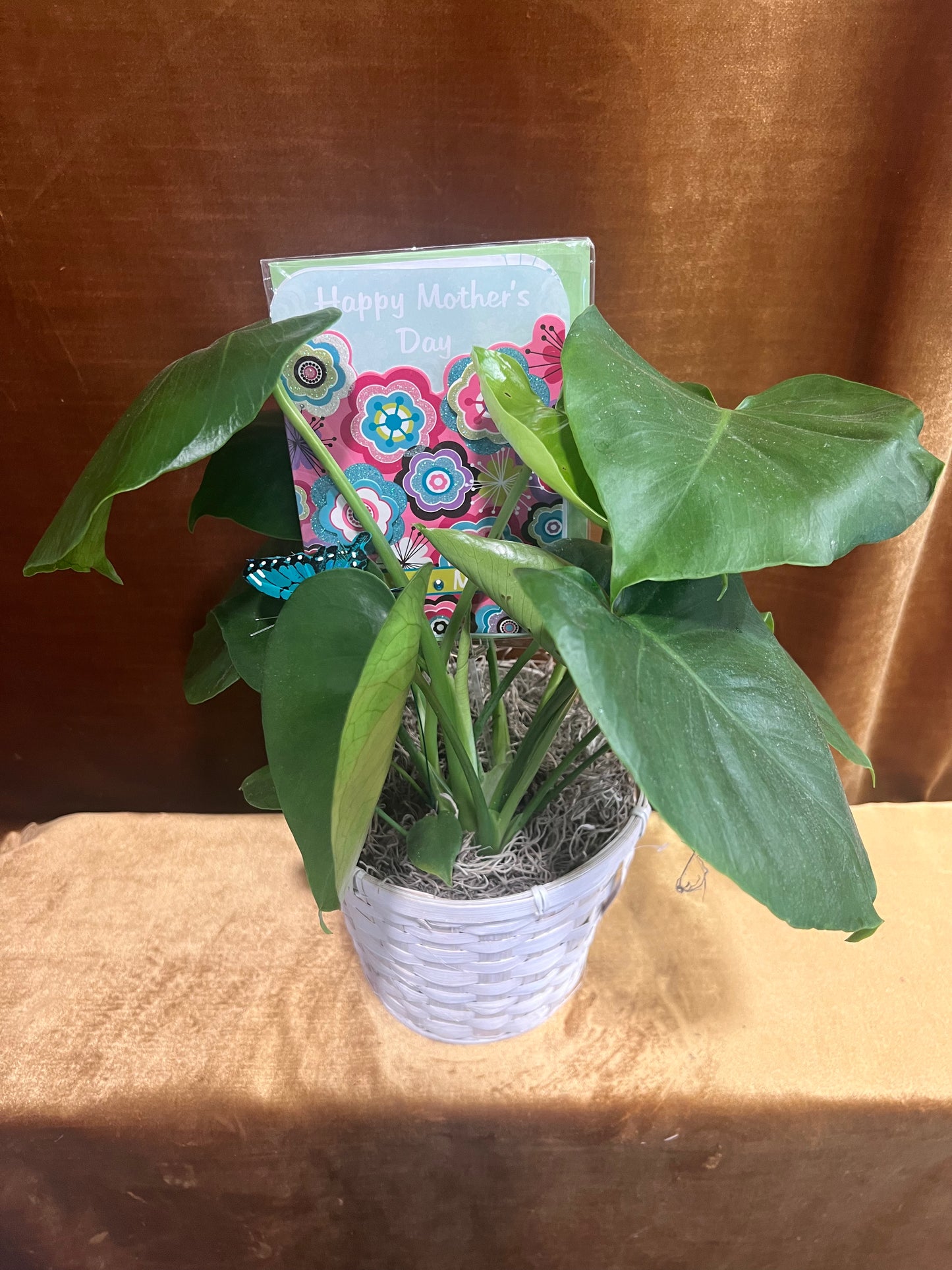 Mom’s Monstera