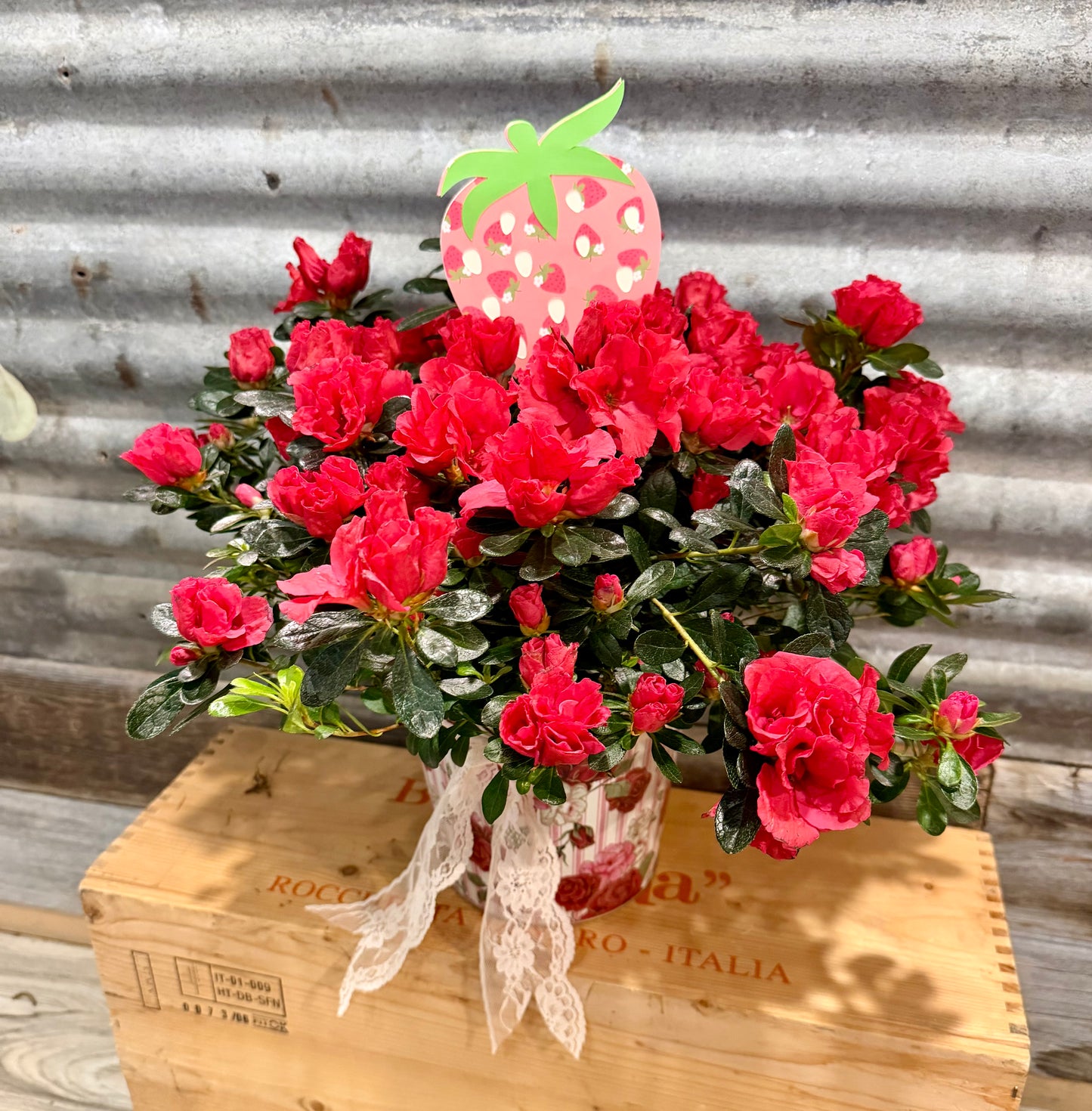 Strawberry Lace Azalea Plant