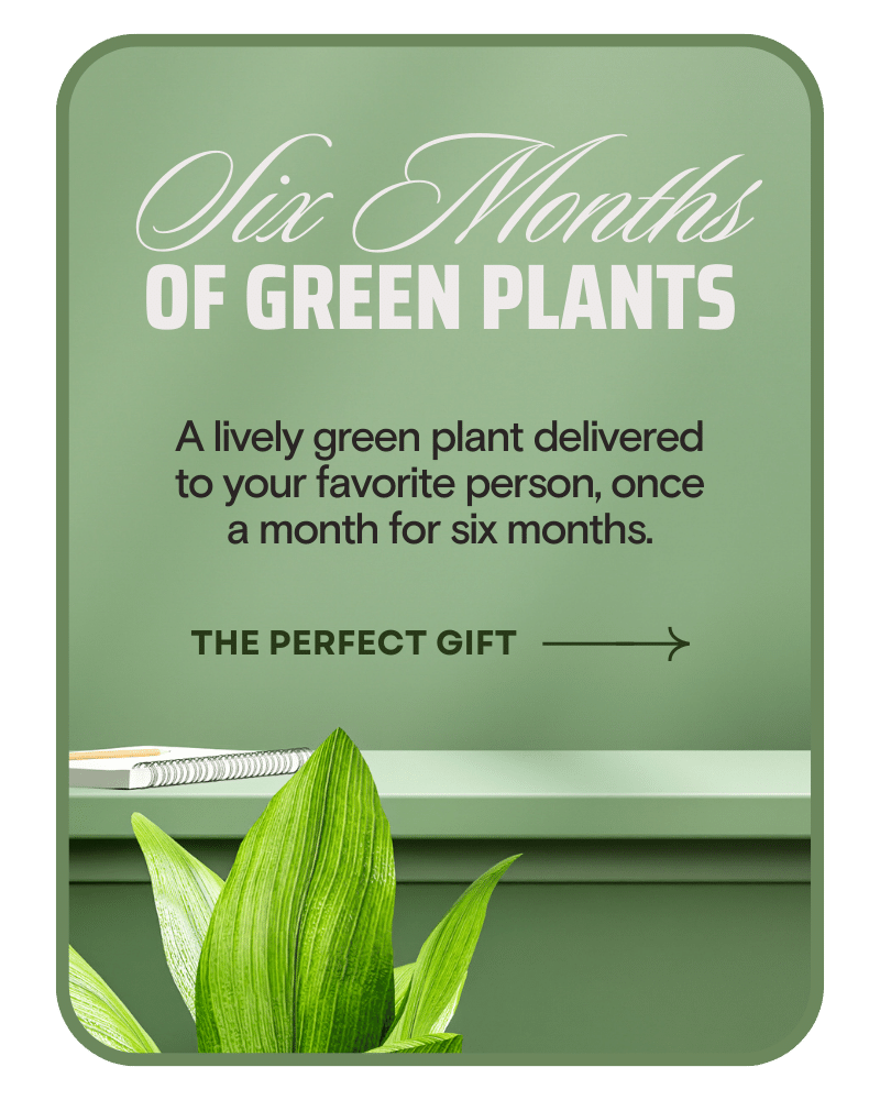 Plant Subscription (6)