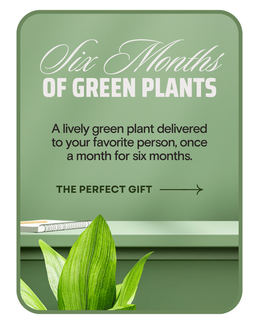 Plant Subscription (6)