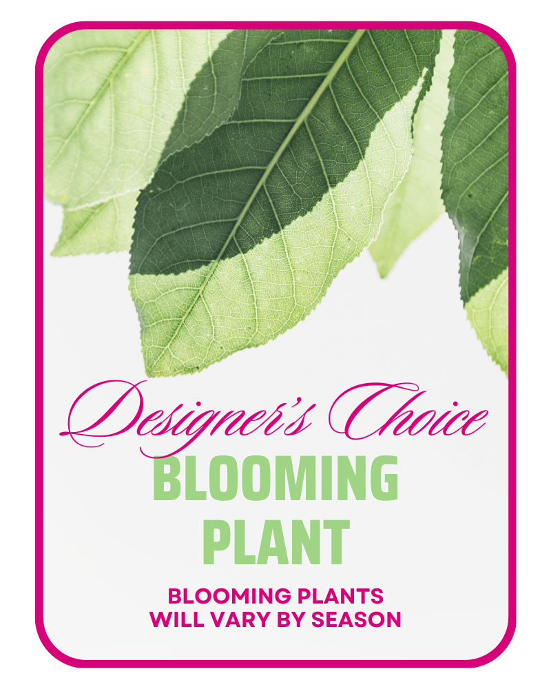 In-Season Blooming Plant