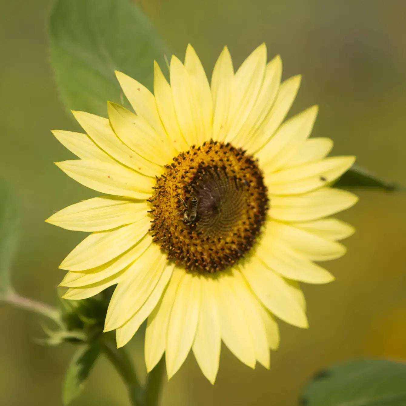 Sunflower Folk Singer Garden Seed Packet