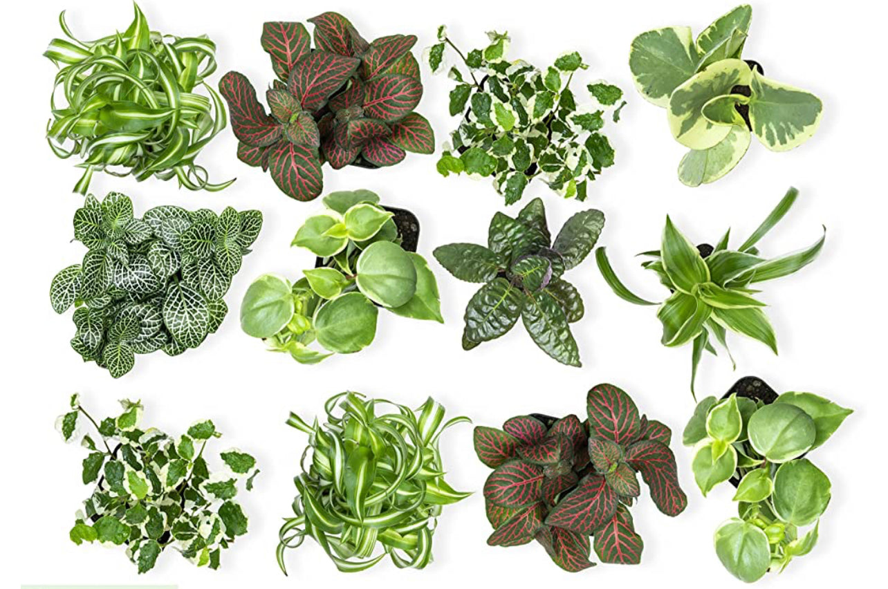 types of green plants for indoors 4" Tropical Green Plant – Lucky Flowers