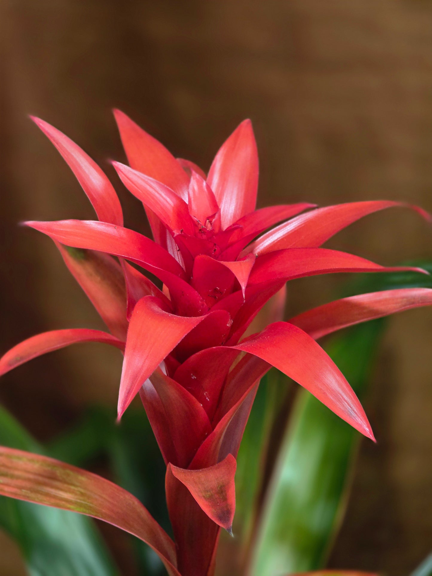 Jewel of the Jungle