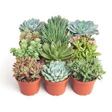 lucky plant succulent 4" Succulent Plant – Lucky Flowers