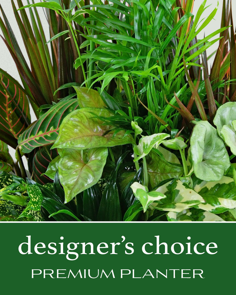 Designer's Choice Premium Planter