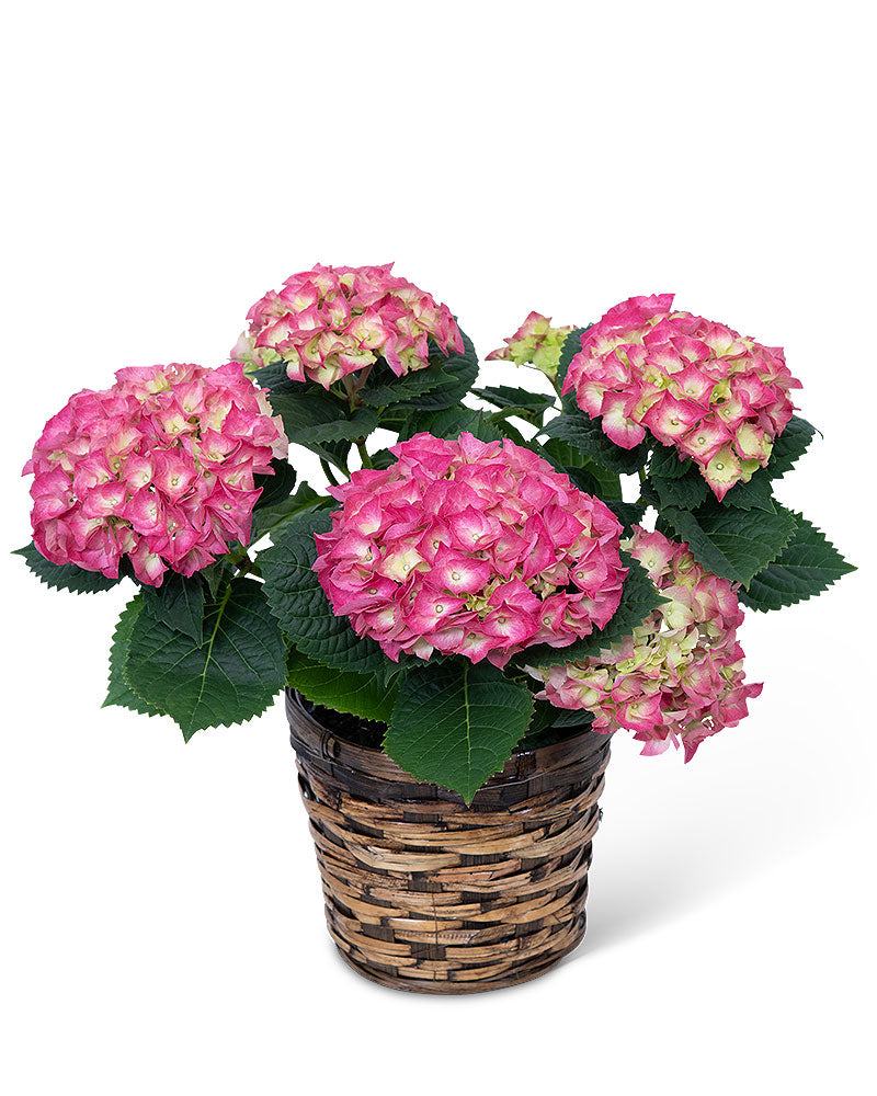 Blooming Hydrangea Plant