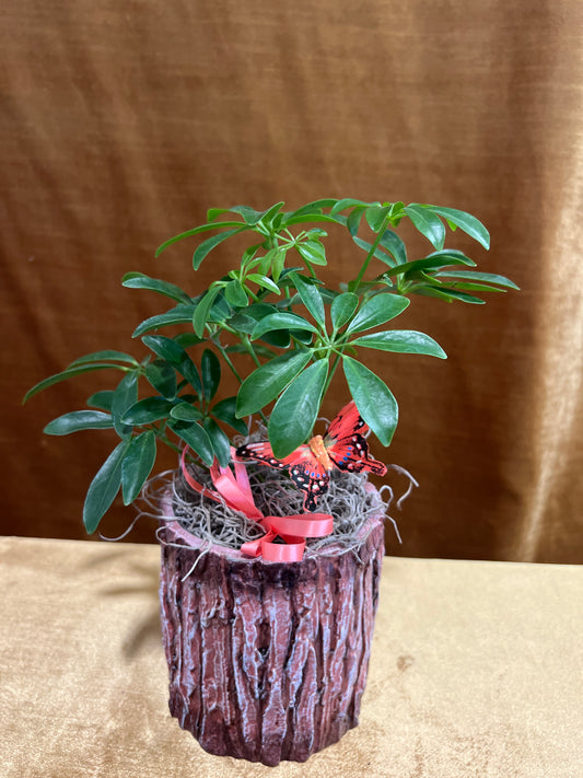 Rustic Schefflera
