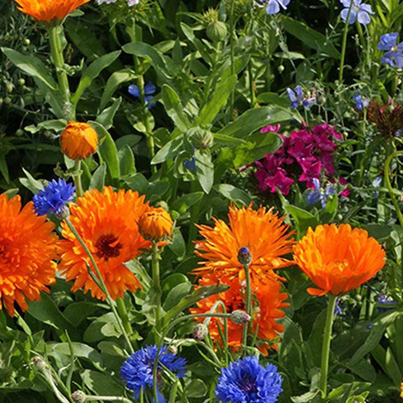 Annual Wildflowers Garden Seed Packet