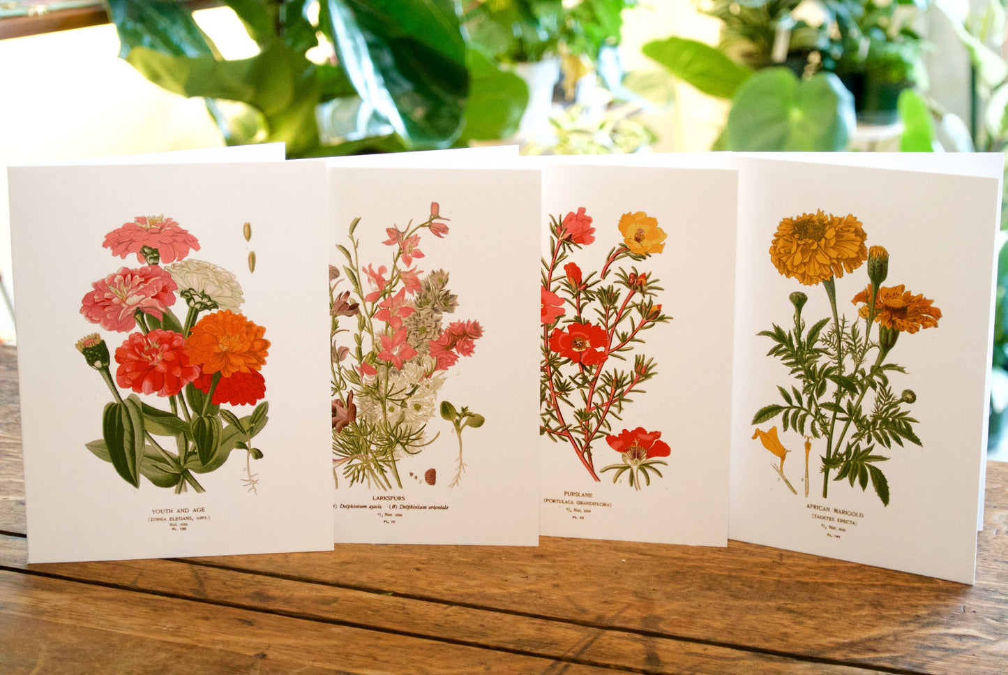 Botanical Greeting Cards Set