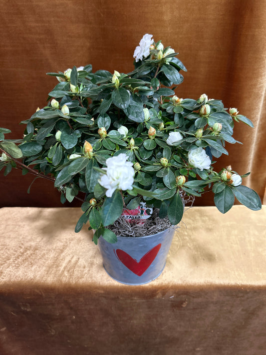 Azalea Love