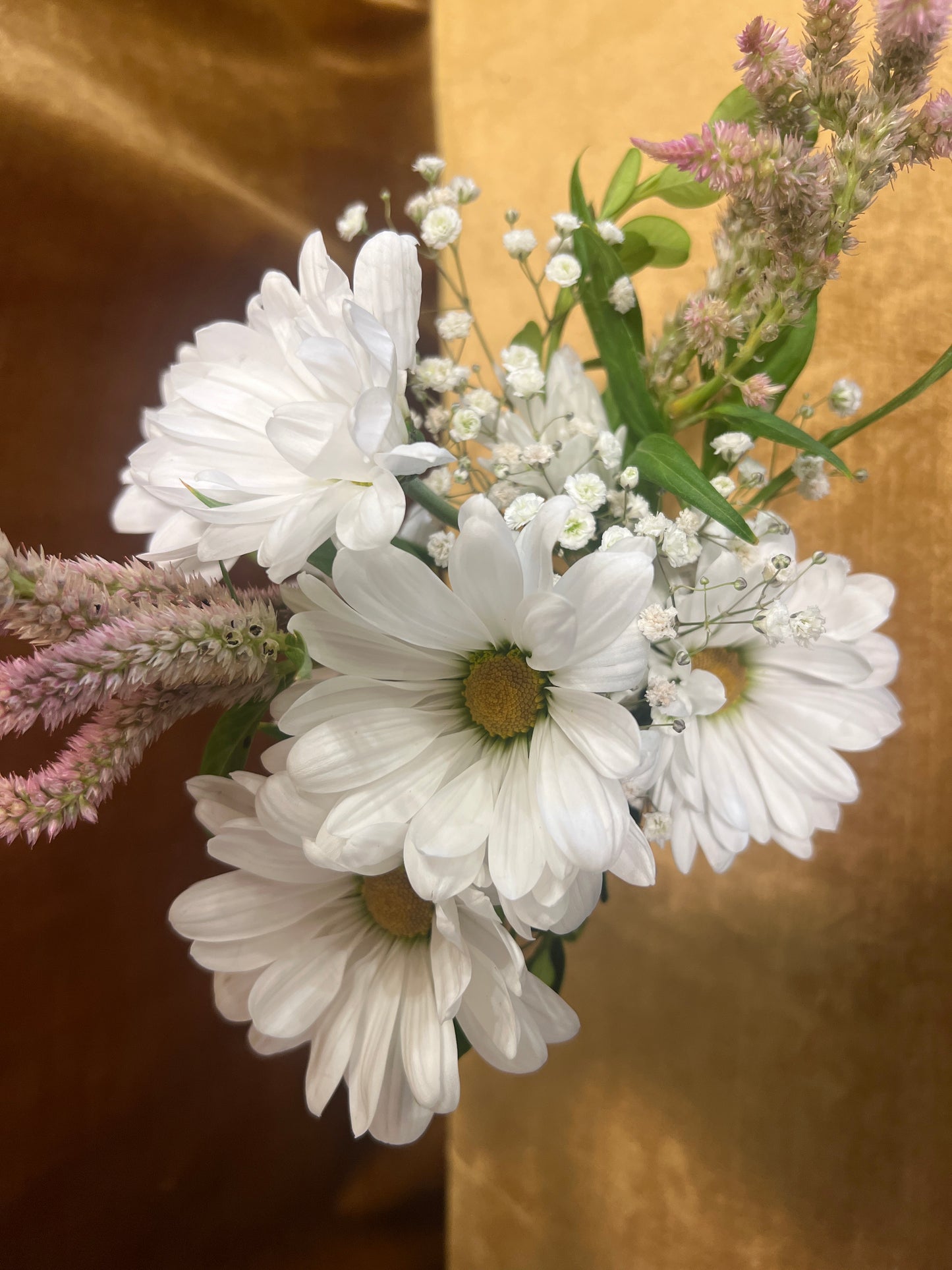 Sweet Daisy