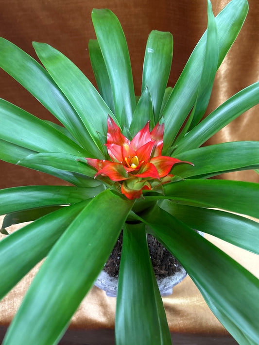 Bromeliad