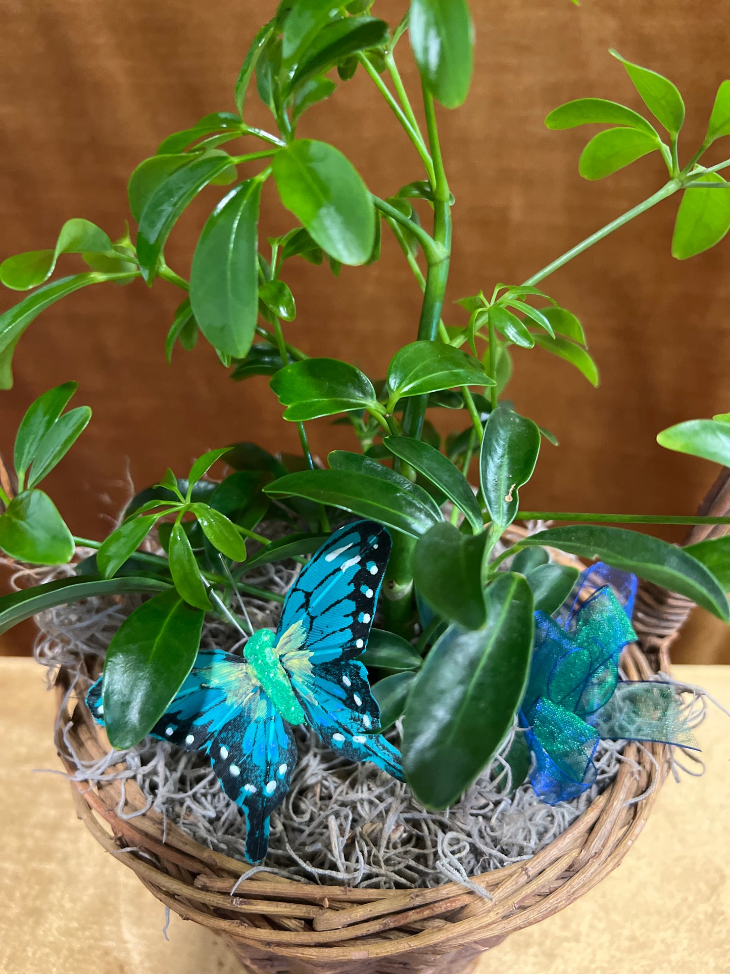 Plant Basket