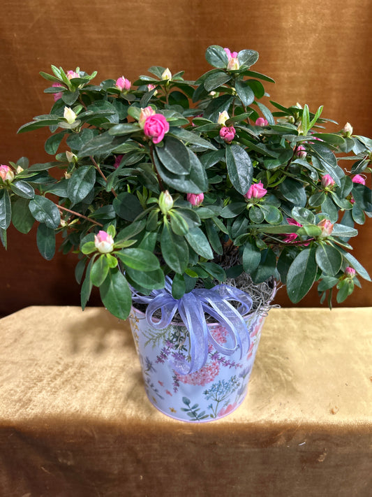 Wild Azalea