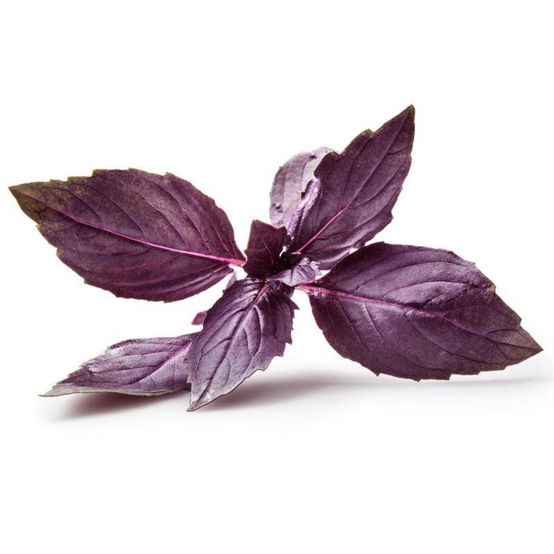 Purple Haze Heirloom  Purple Opal Basil Garden Seed Packet