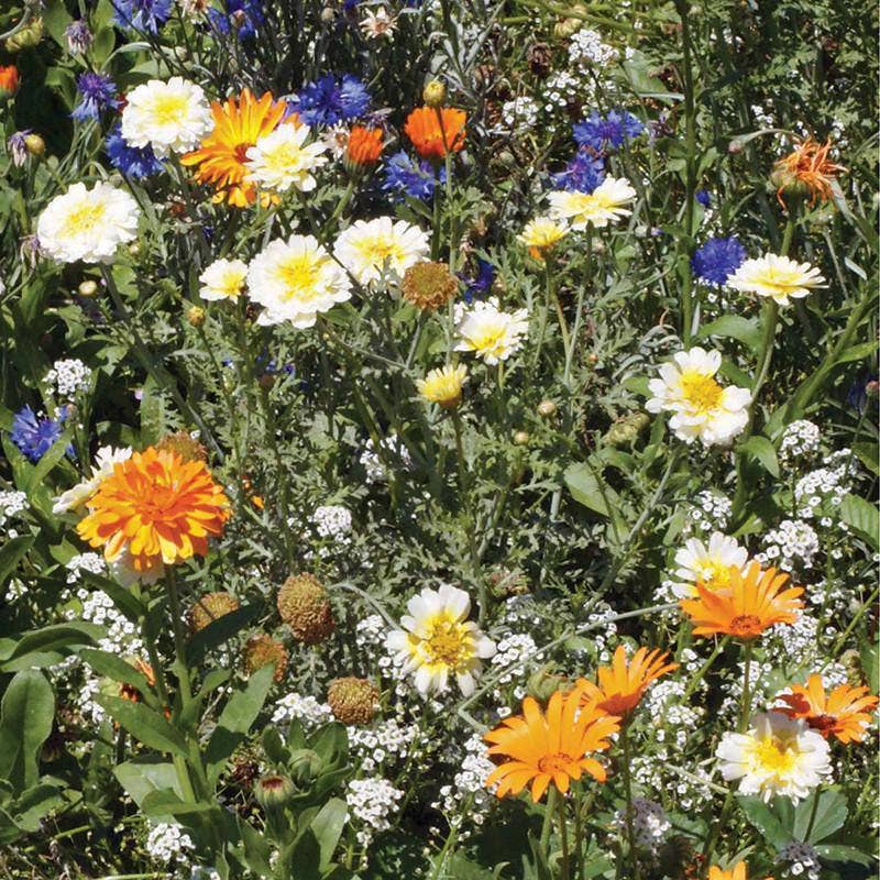 Annual Wildflowers Garden Seed Packet