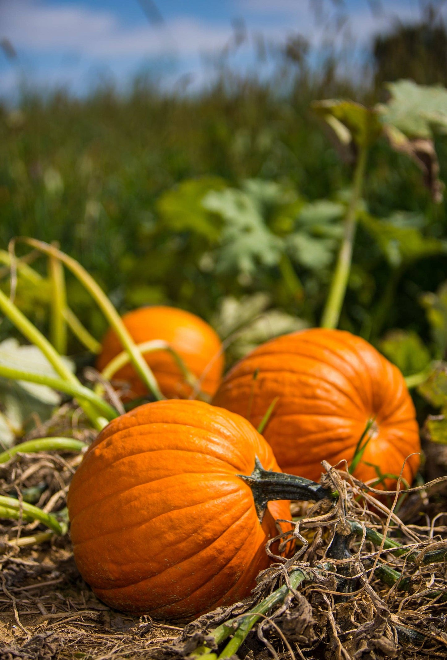 Heirloom Jack O' Lantern Pumpkin Garden Seed Packet